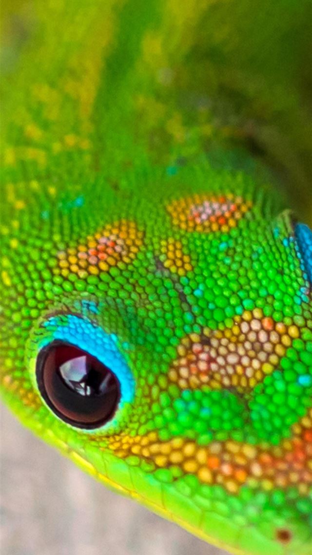 1284x2778 gecko - gecko iPhone Wallpaper