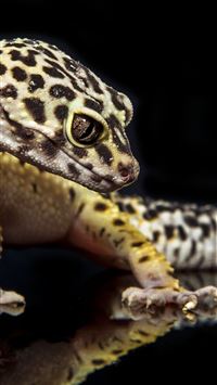 gecko wallpaper
