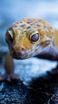 gecko wallpaper
