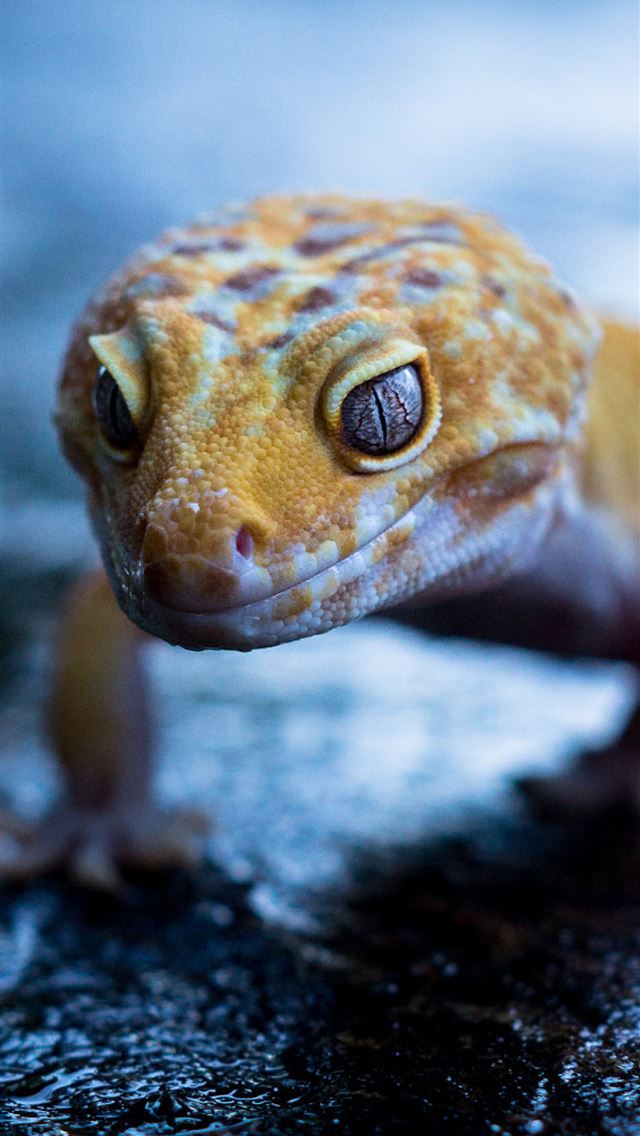 1284x2778 gecko - gecko iPhone Wallpaper