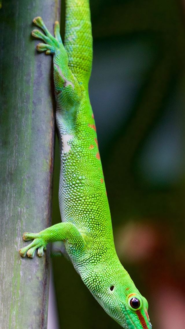 1284x2778 gecko - gecko iPhone Wallpaper