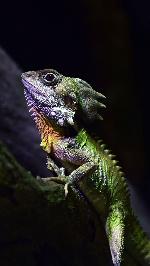 1284x2778 gecko - gecko iPhone Wallpaper