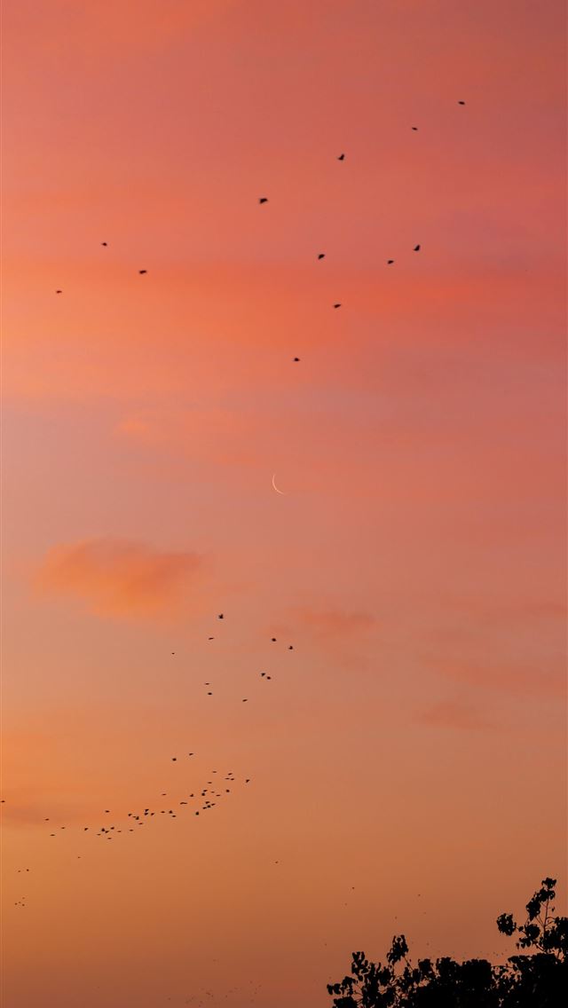 1284x2778 new delhi - new delhi iPhone Wallpaper