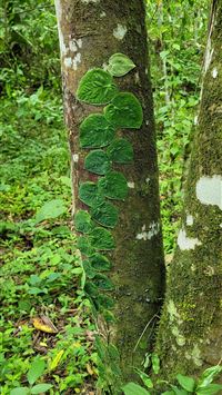 mount roraima wallpaper