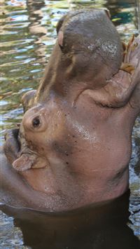 hippopotamus wallpaper