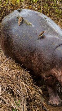 hippopotamus wallpaper