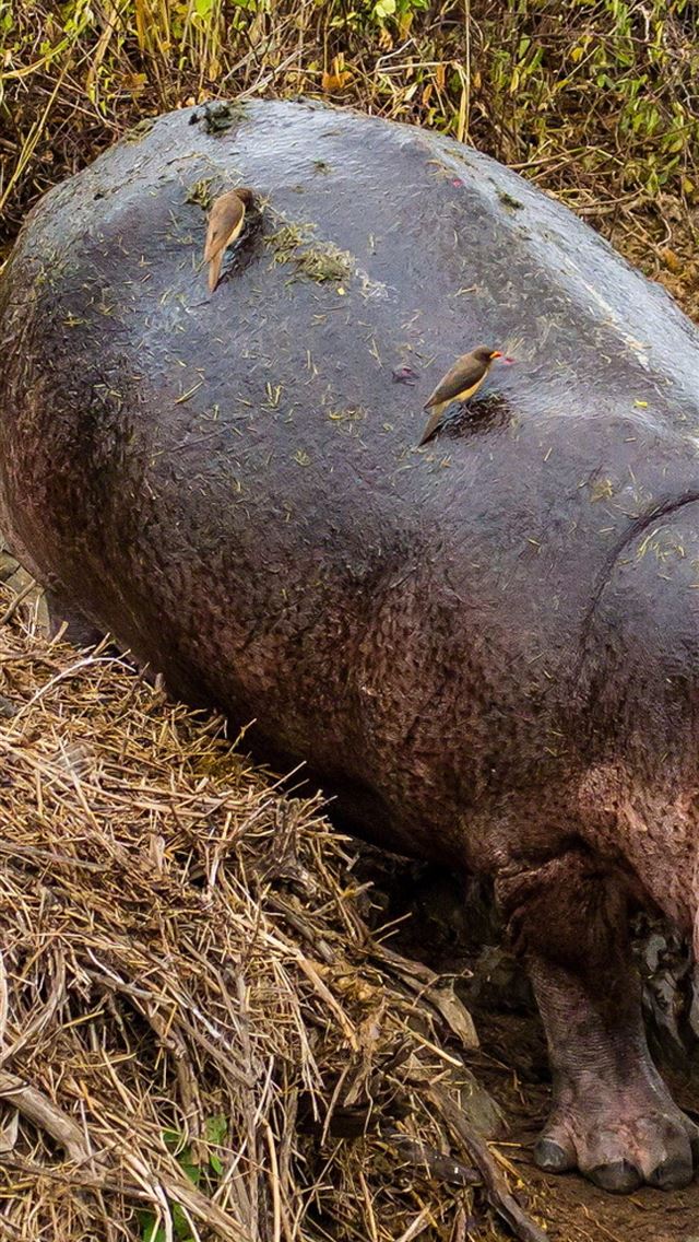 1284x2778 hippopotamus - hippopotamus iPhone Wallpaper