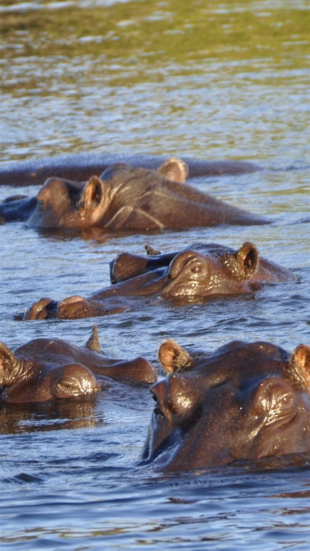 1125x2436 hippopotamus - hippopotamus iPhone Wallpaper