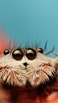 Best Black widow spiders iPhone HD Wallpapers - iLikeWallpaper