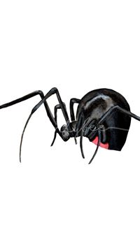 black widow spiders wallpaper