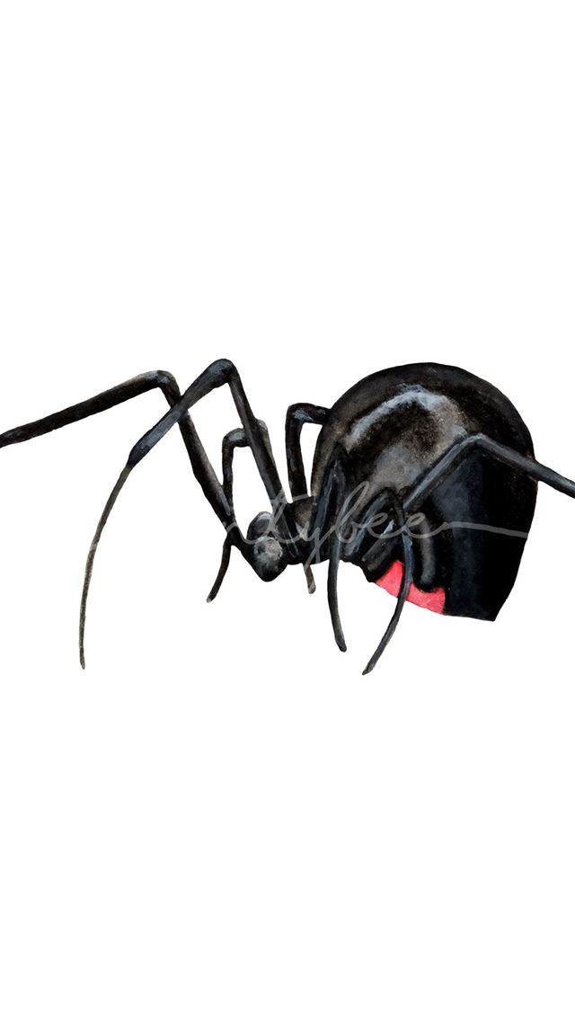 1284x2778 black widow spiders - black widow spiders iPhone Wallpaper