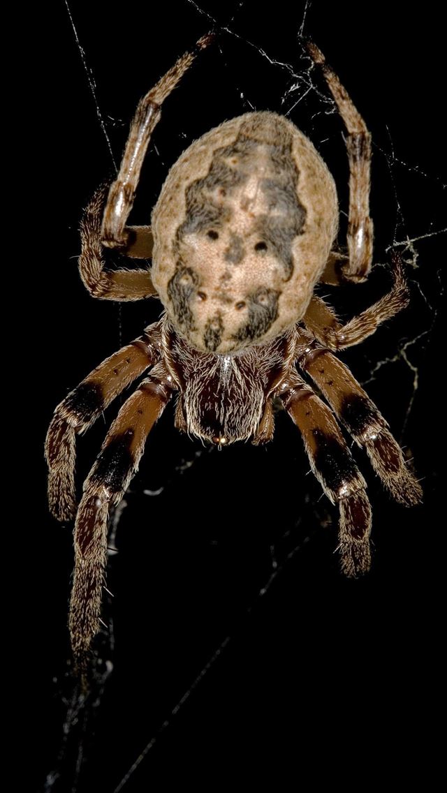1284x2778 black widow spiders - black widow spiders iPhone Wallpaper
