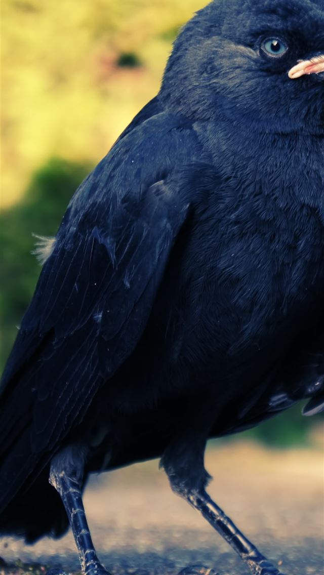 1125x2436 pakistan - pakistan iPhone Wallpaper