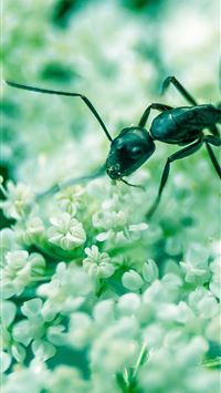 ant wallpaper