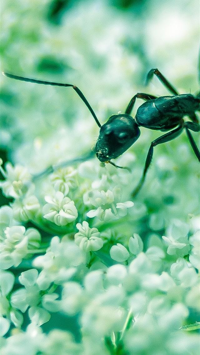 1284x2778 ant - ant iPhone Wallpaper