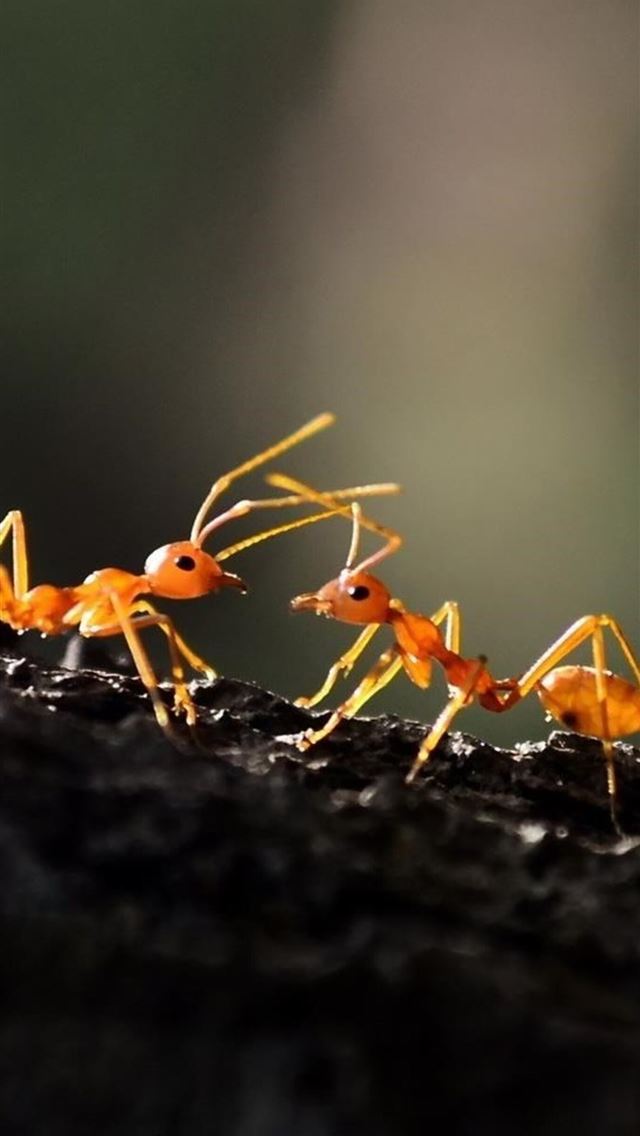 1284x2778 ant - ant iPhone Wallpaper