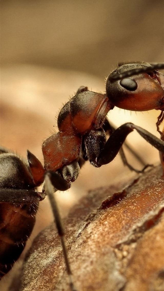 1284x2778 ant - ant iPhone Wallpaper