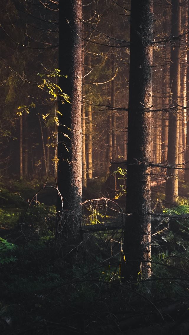 1284x2778 finland - finland iPhone Wallpaper