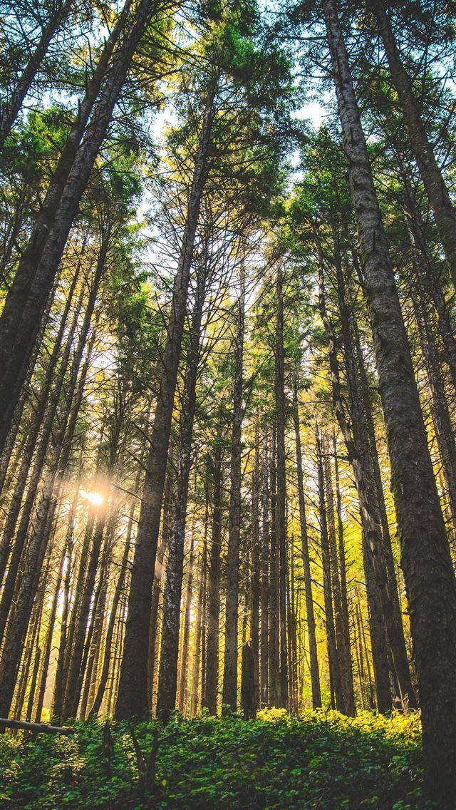 1284x2778 oregon - oregon iPhone Wallpaper