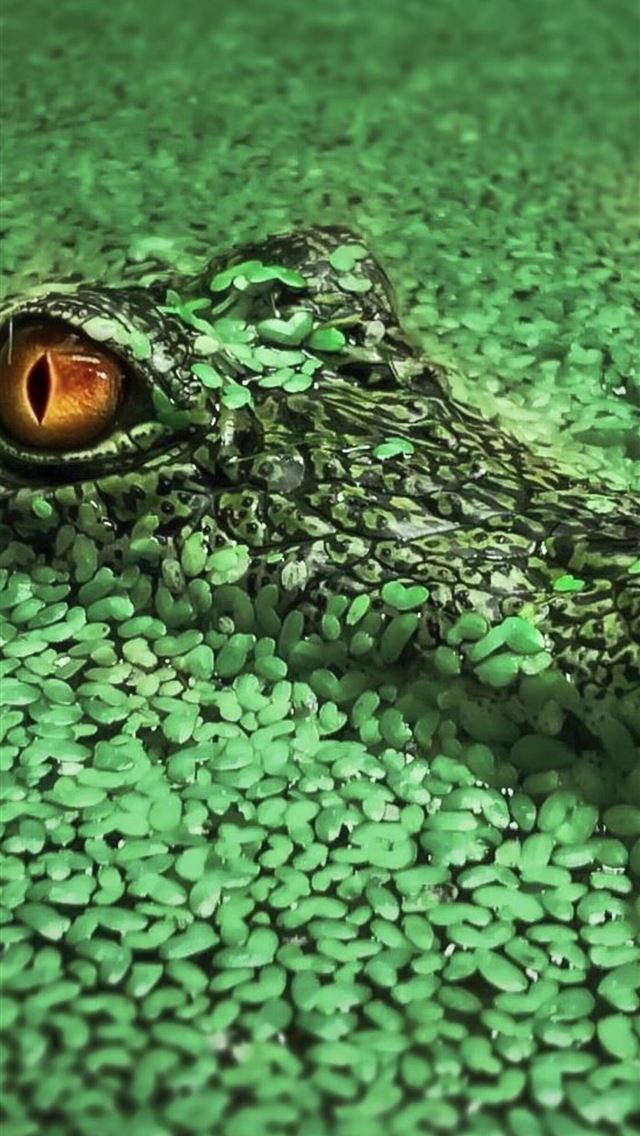 1284x2778 crocodile - crocodile iPhone Wallpaper