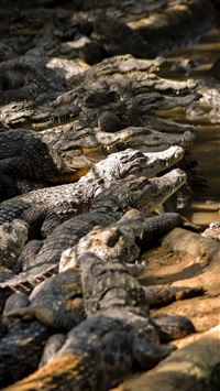 crocodile wallpaper