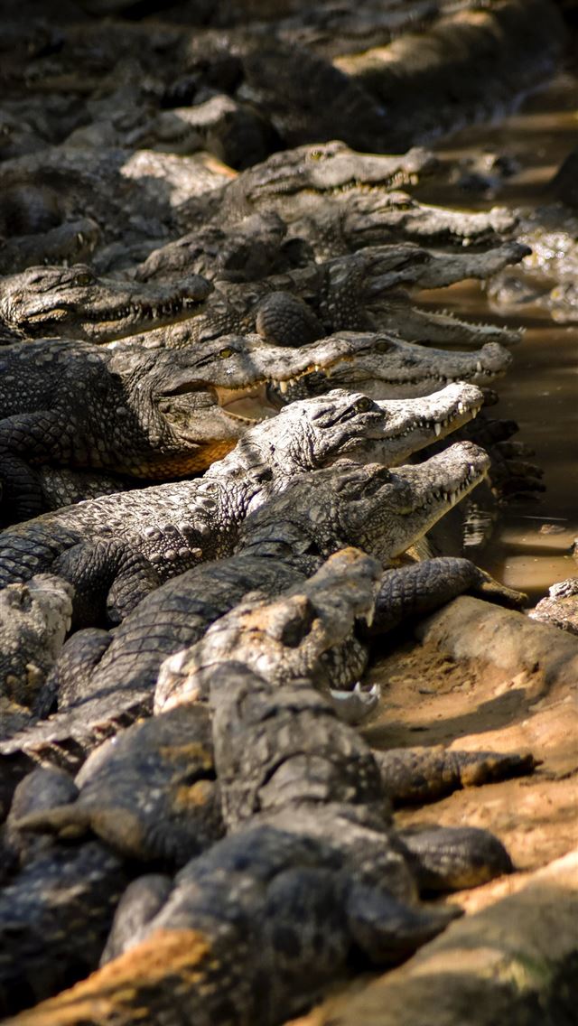 1284x2778 crocodile - crocodile iPhone Wallpaper