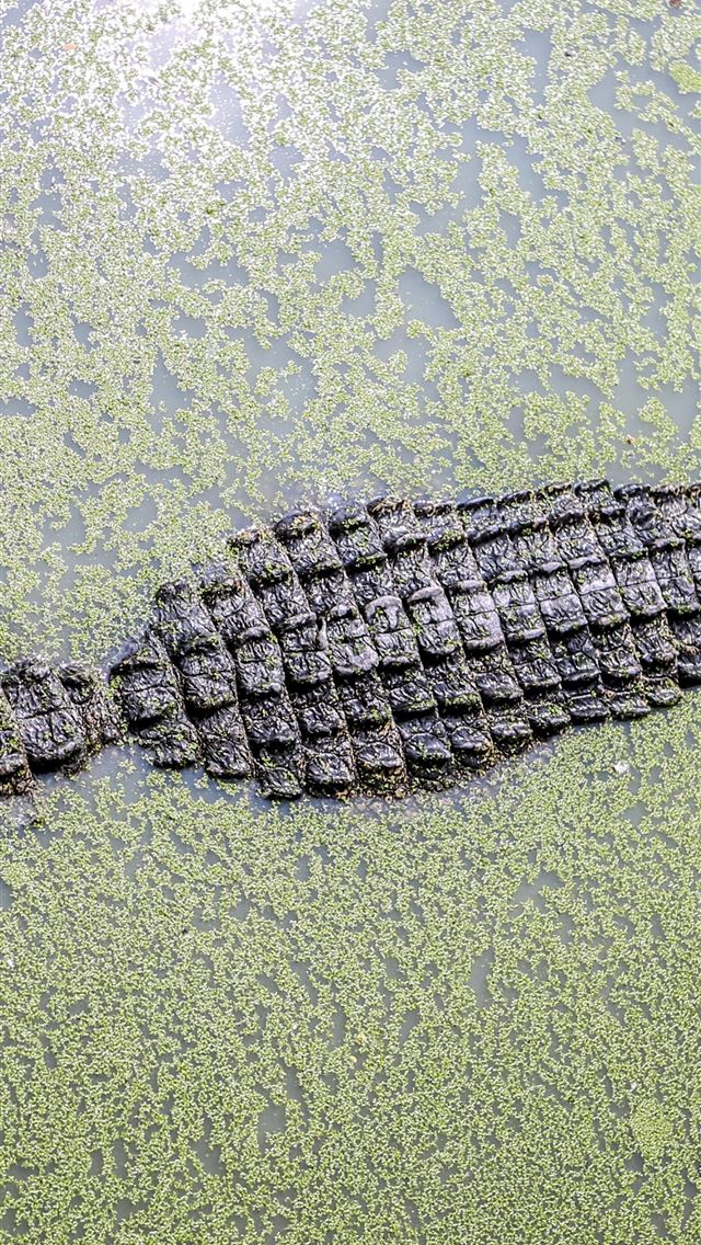 1284x2778 crocodile - crocodile iPhone Wallpaper