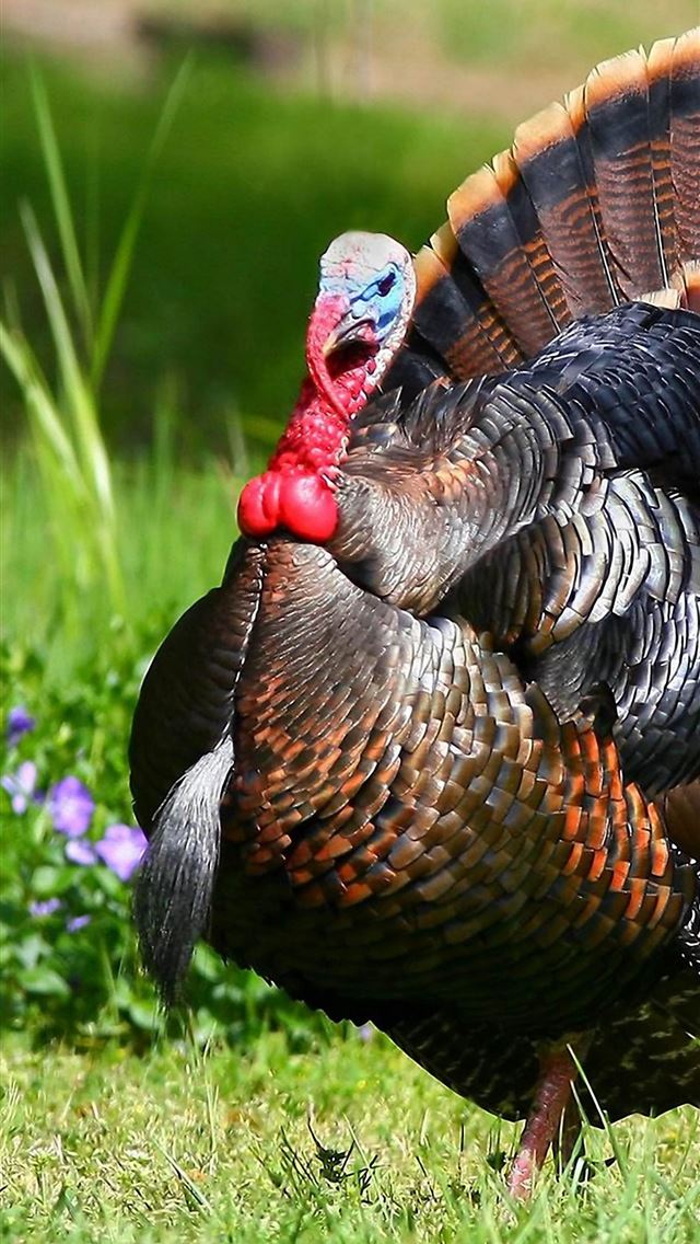 1284x2778 turkey - turkey iPhone Wallpaper