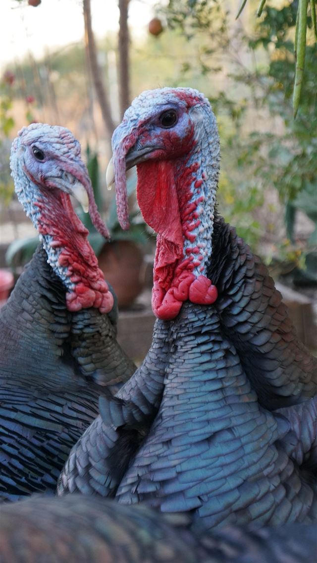 1284x2778 turkey - turkey iPhone Wallpaper