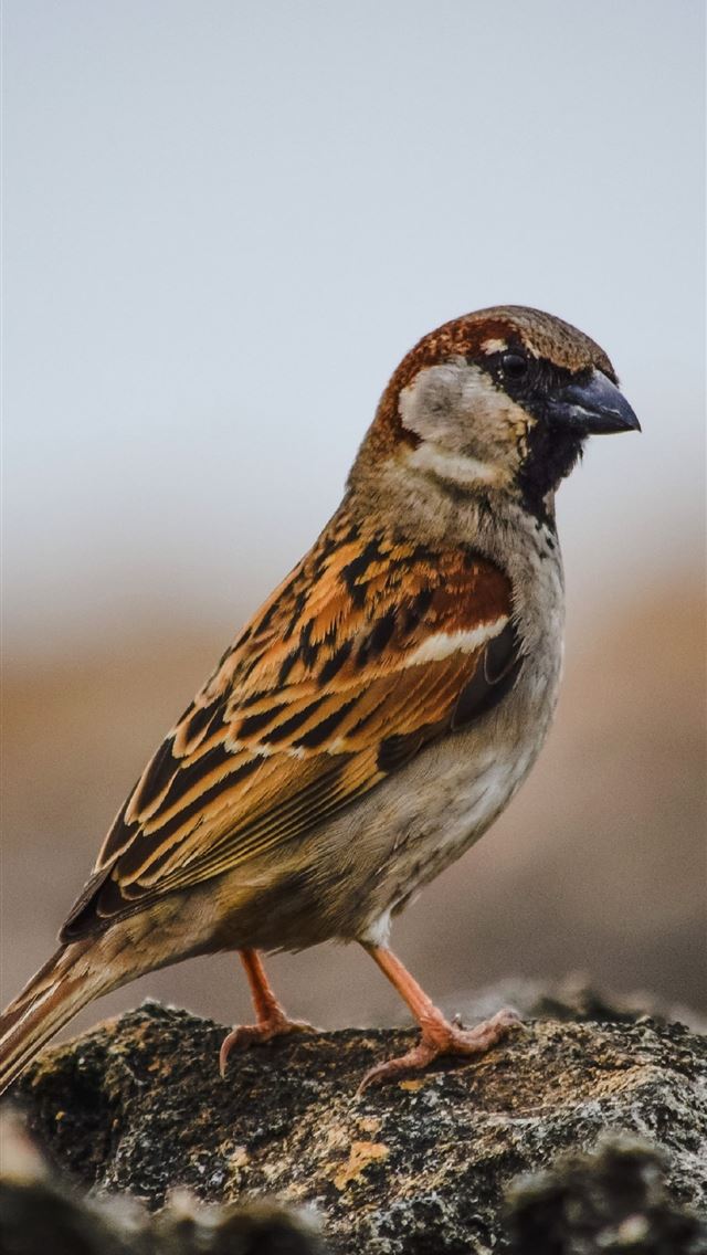 1284x2778 sparrow - sparrow iPhone Wallpaper