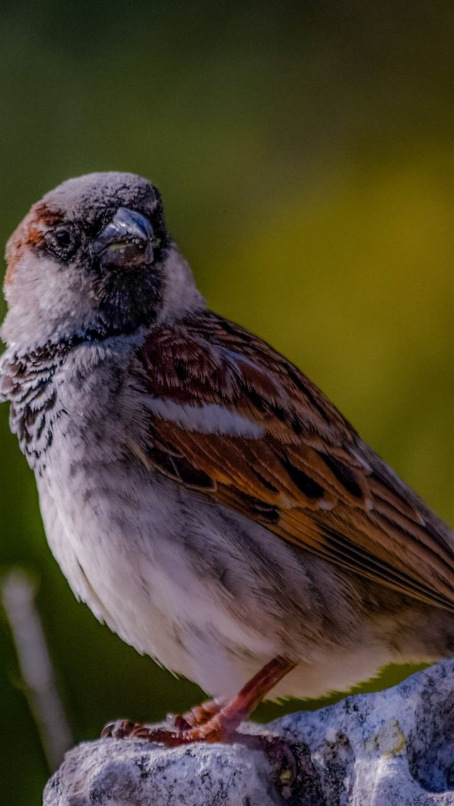 1284x2778 sparrow - sparrow iPhone Wallpaper