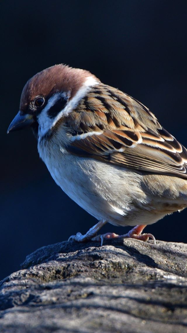 1284x2778 sparrow - sparrow iPhone Wallpaper