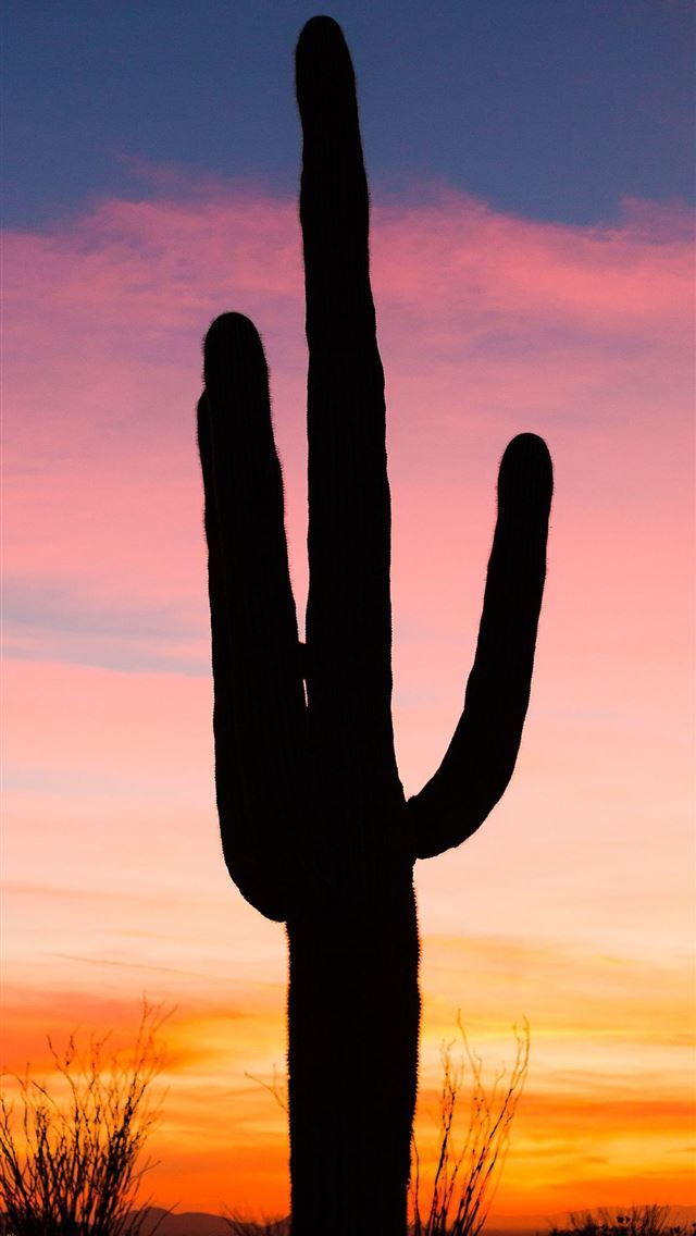1125x2436 arizona - arizona iPhone Wallpaper