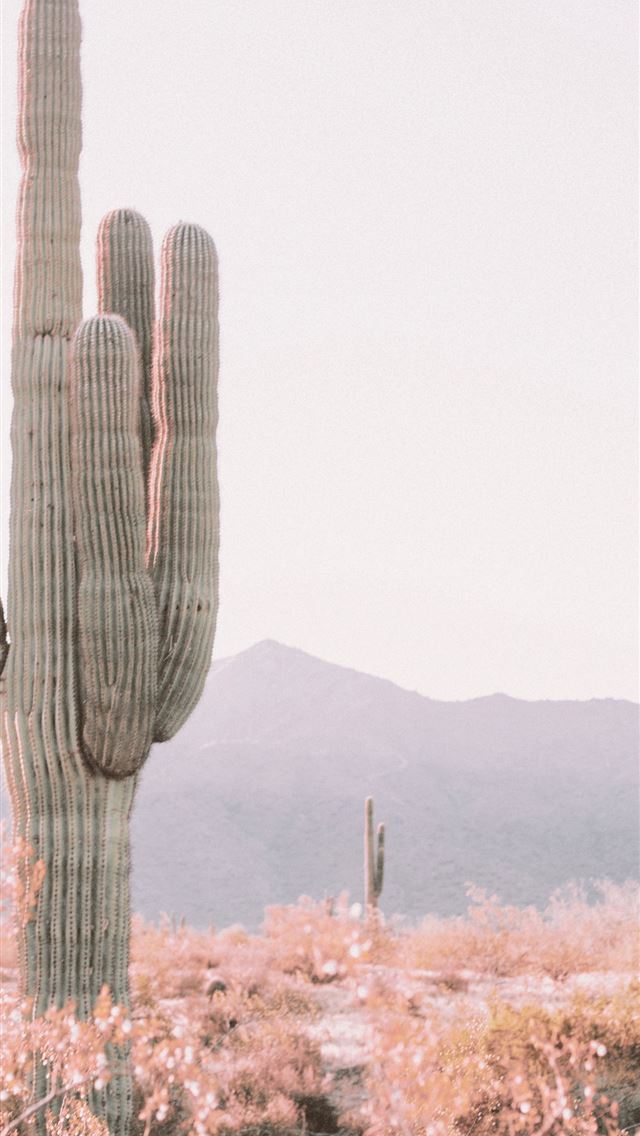 1284x2778 arizona - arizona iPhone Wallpaper