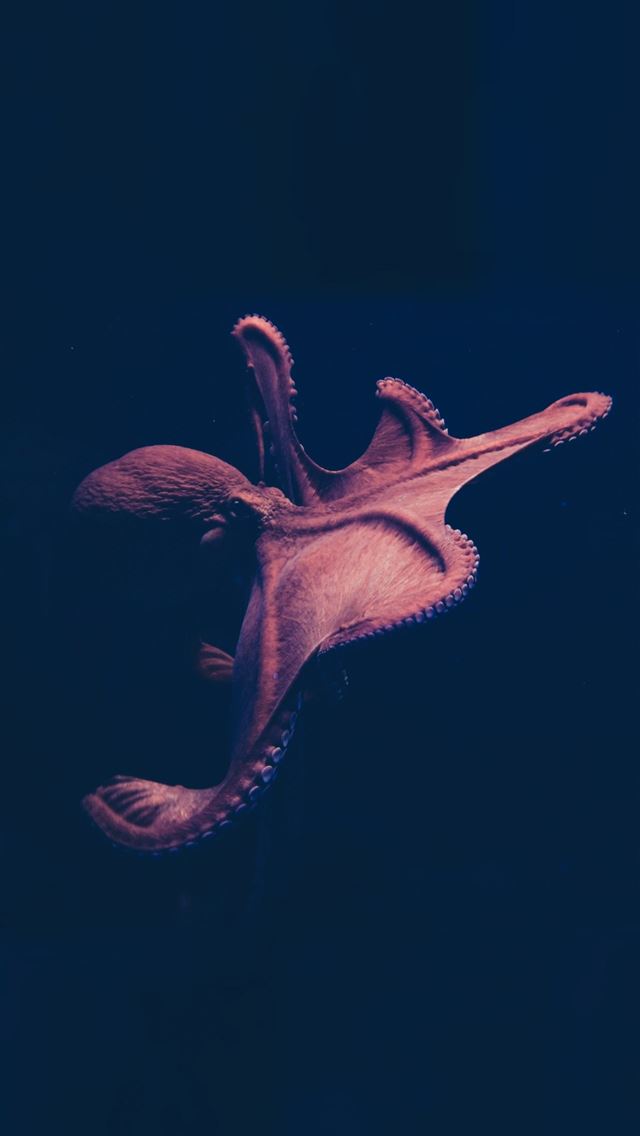 1284x2778 octopus - octopus iPhone Wallpaper