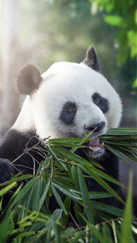 giant pandas wallpaper