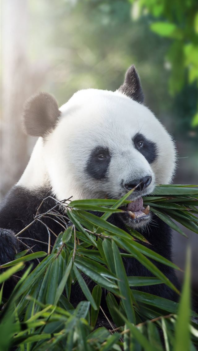 1284x2778 giant pandas - giant pandas iPhone Wallpaper