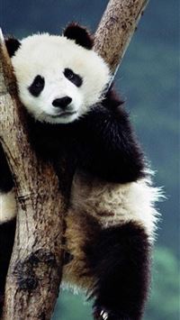 giant pandas wallpaper