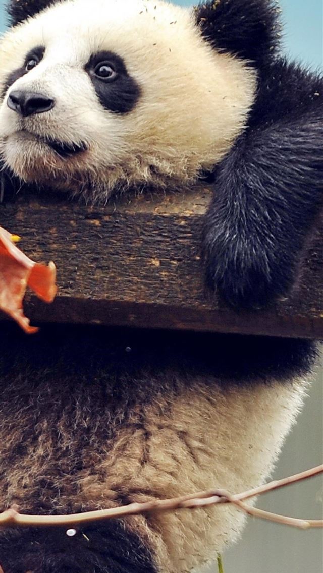 1284x2778 giant pandas - giant pandas iPhone Wallpaper