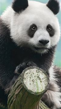 giant pandas wallpaper