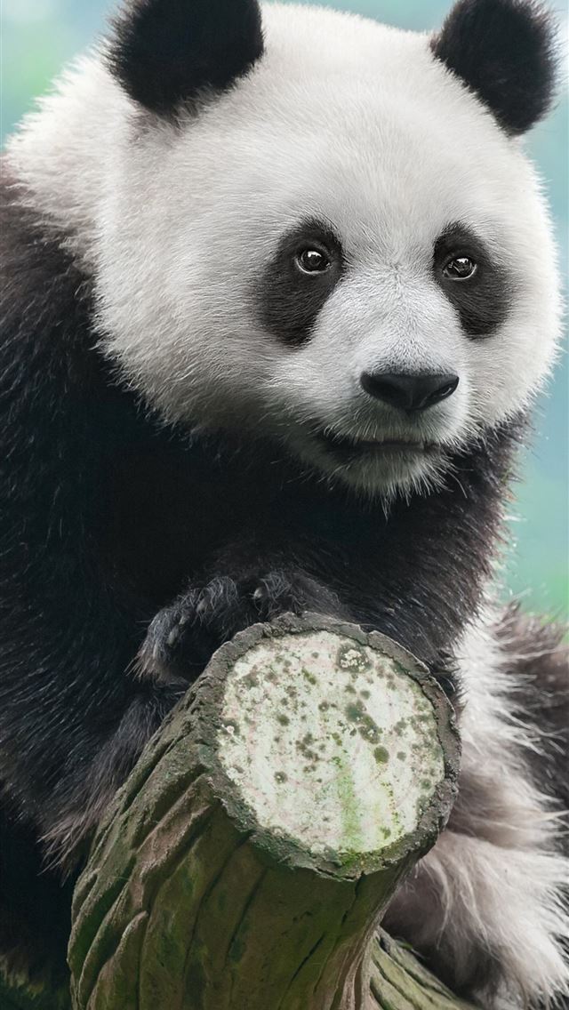 1284x2778 giant pandas - giant pandas iPhone Wallpaper