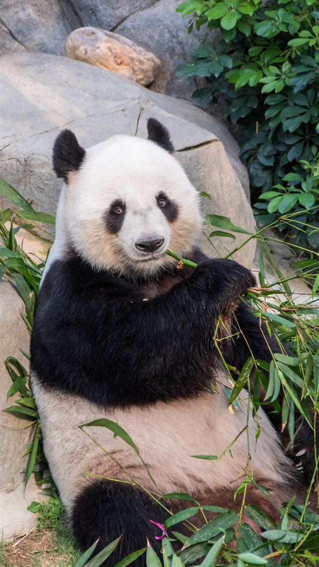 1284x2778 giant pandas - giant pandas iPhone Wallpaper