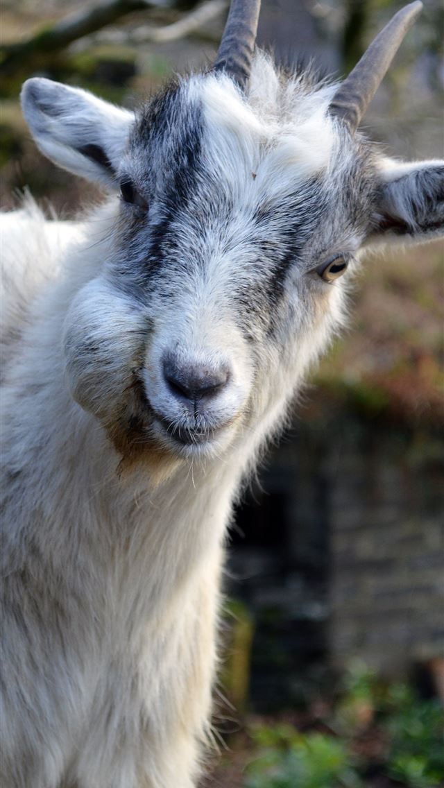 1284x2778 goats - goats iPhone Wallpaper