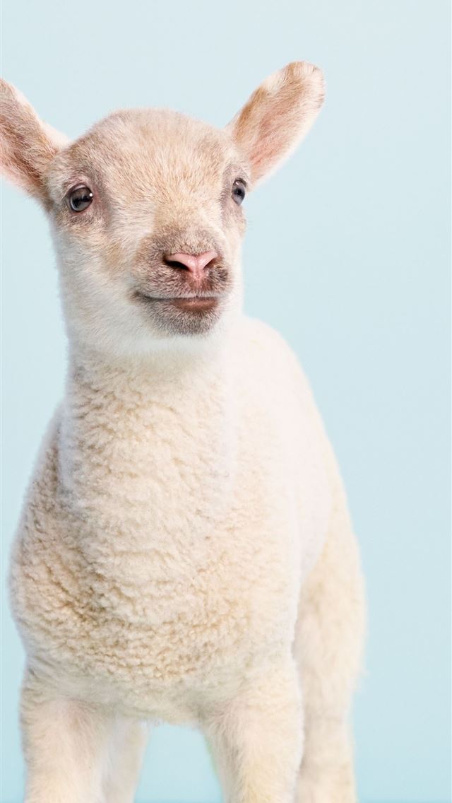 1284x2778 goats - goats iPhone Wallpaper