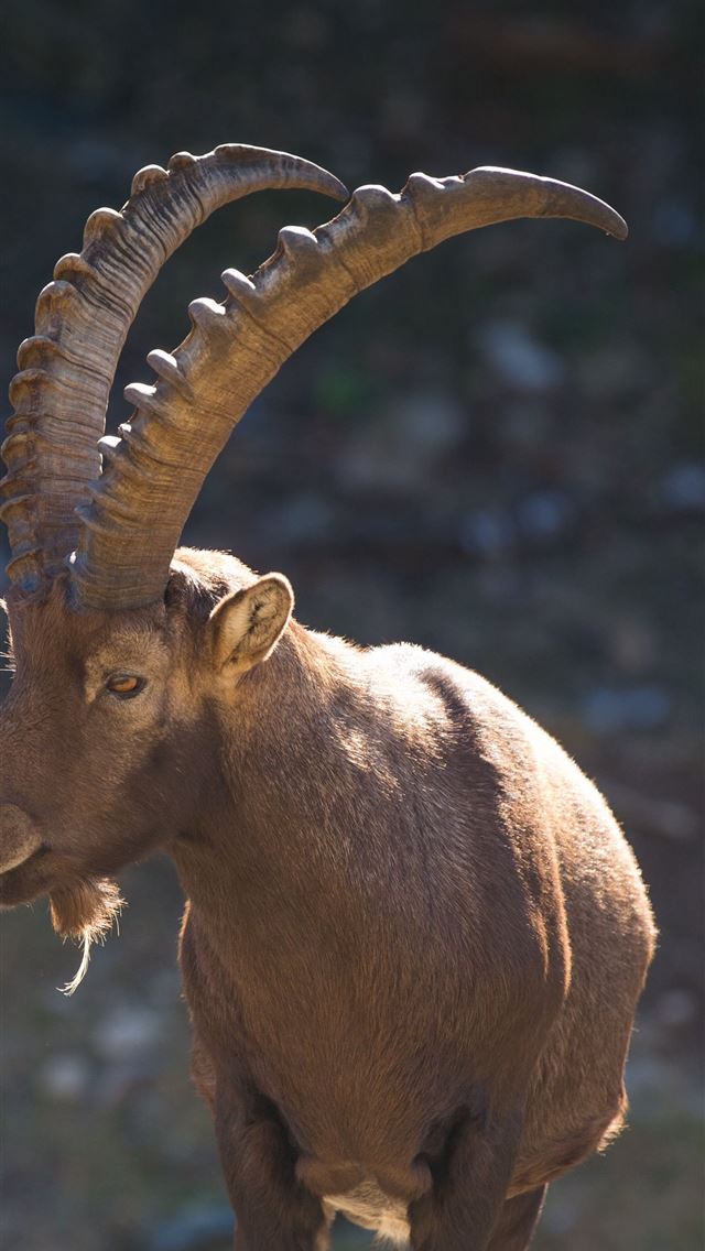 1284x2778 goats - goats iPhone Wallpaper