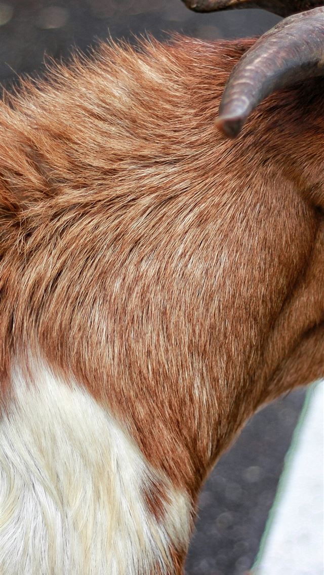 1284x2778 goats - goats iPhone Wallpaper