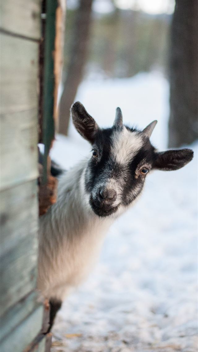 1284x2778 goats - goats iPhone Wallpaper