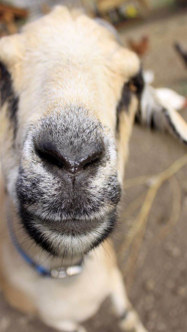 1284x2778 goats - goats iPhone Wallpaper