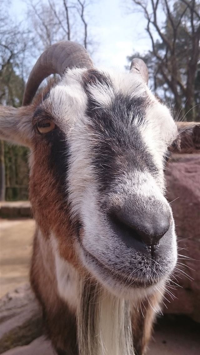 1284x2778 goats - goats iPhone Wallpaper