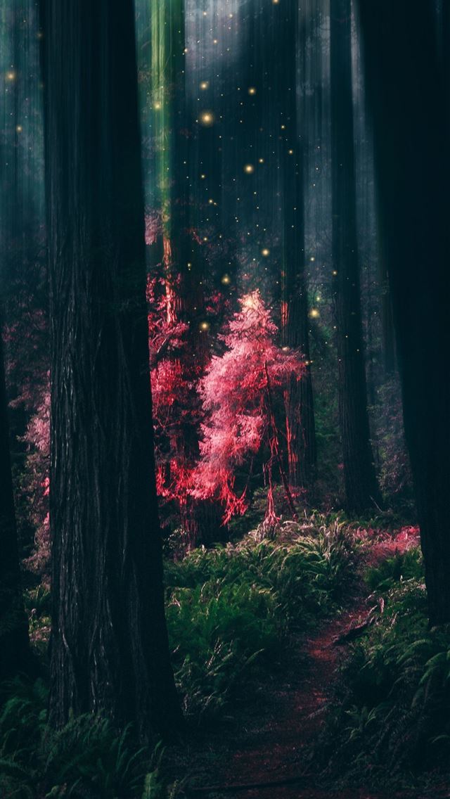 1284x2778 sagano bamboo forest - sagano bamboo forest iPhone Wallpaper